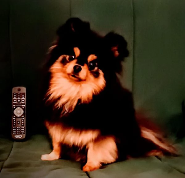 Femmina Pomeranian nano 1750gr pedigree FCI | Foto 4