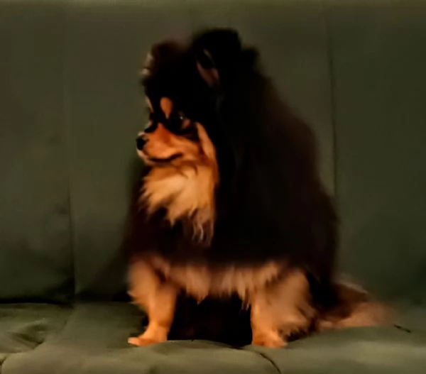 Femmina Pomeranian nano 1750gr pedigree FCI | Foto 3