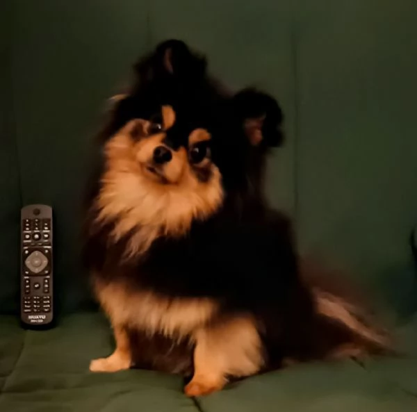 Femmina Pomeranian nano 1750gr pedigree FCI | Foto 2