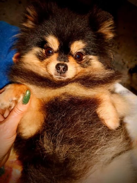 Femmina Pomeranian nano 1750gr pedigree FCI | Foto 1