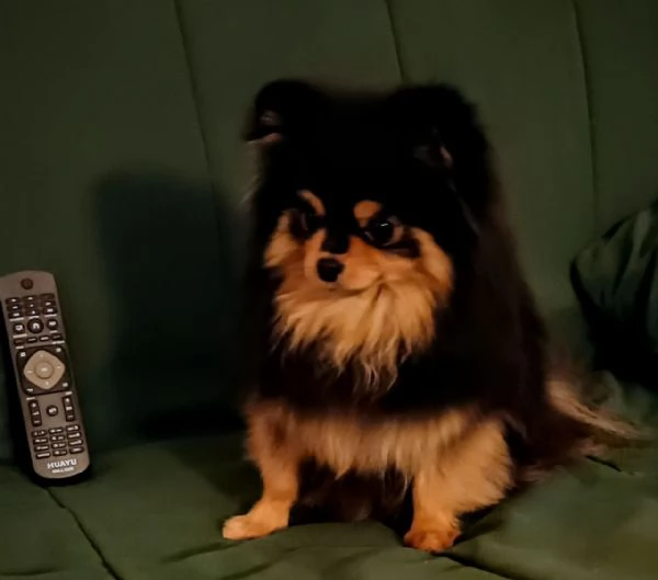 Femmina Pomeranian nano 1750gr pedigree FCI