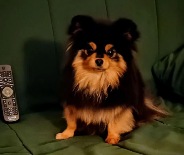 Femmina Pomeranian nano 1750gr pedigree FCI | Foto 0