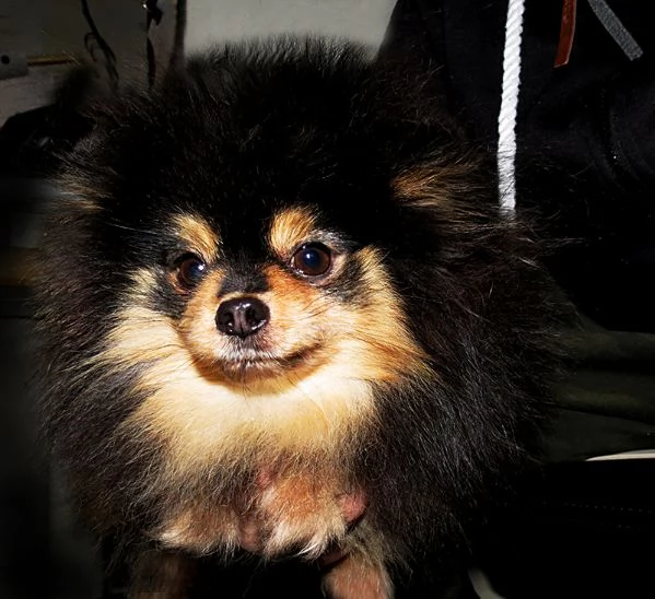 Pomeranian nano femmina | Foto 4