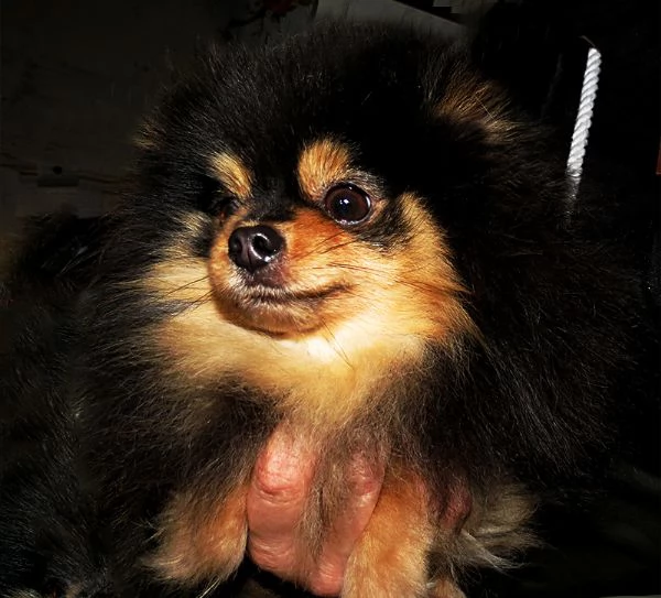 Pomeranian nano femmina | Foto 2