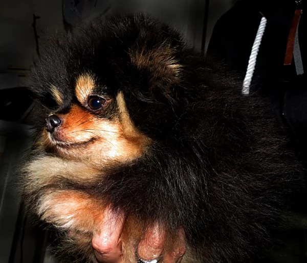 Pomeranian nano femmina | Foto 1