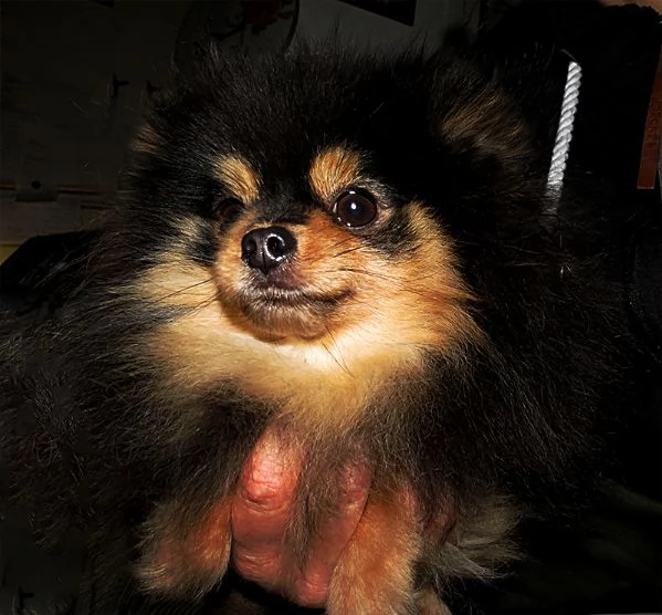 Pomeranian nano femmina | Foto 0