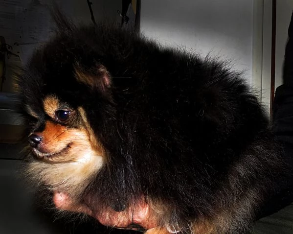 Pomeranian nano femmina