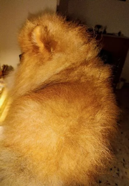 Pomeranian nano maschio | Foto 3