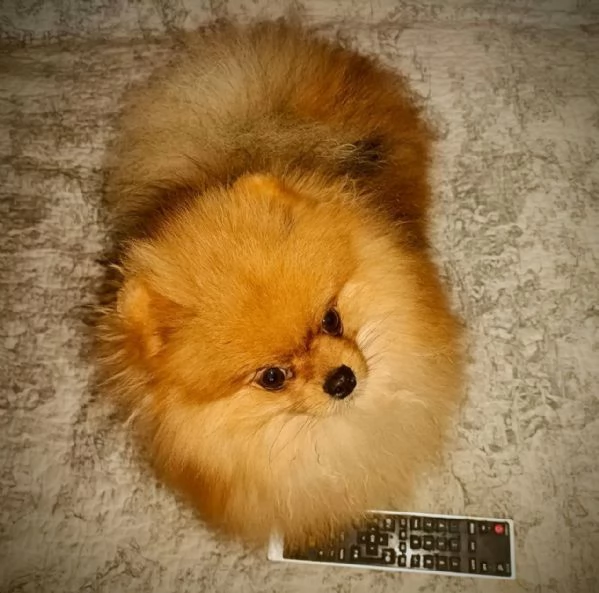 Pomeranian nano maschio | Foto 1