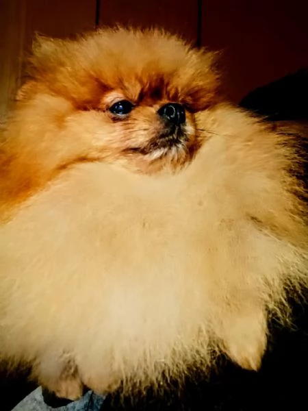 Pomeranian nano maschio | Foto 0