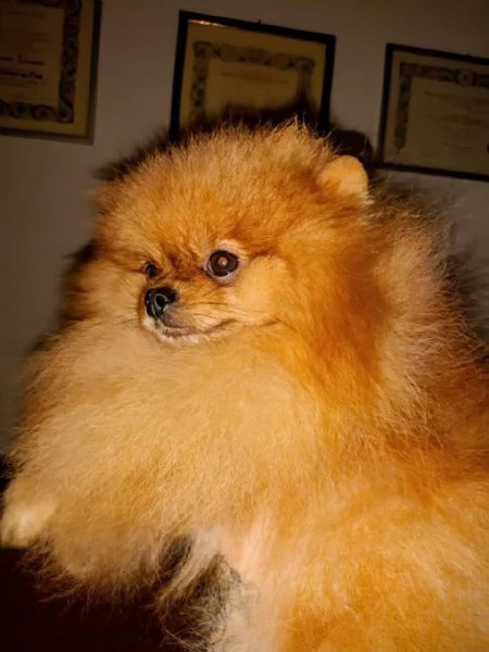 Pomeranian nano maschio