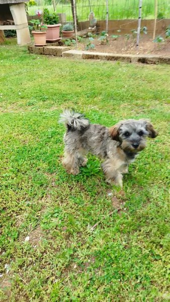 Maltipoo