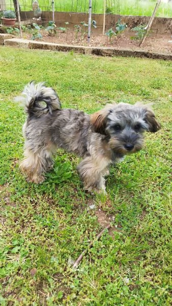 Maltipoo | Foto 2