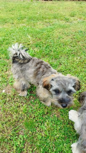 Maltipoo | Foto 1