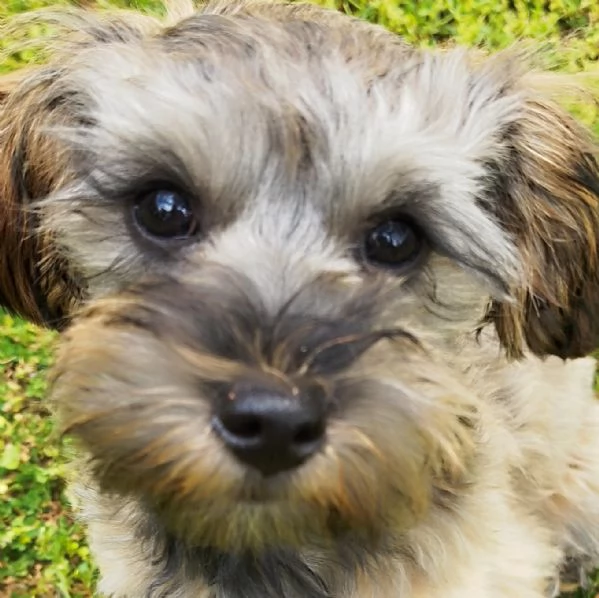 Maltipoo | Foto 0
