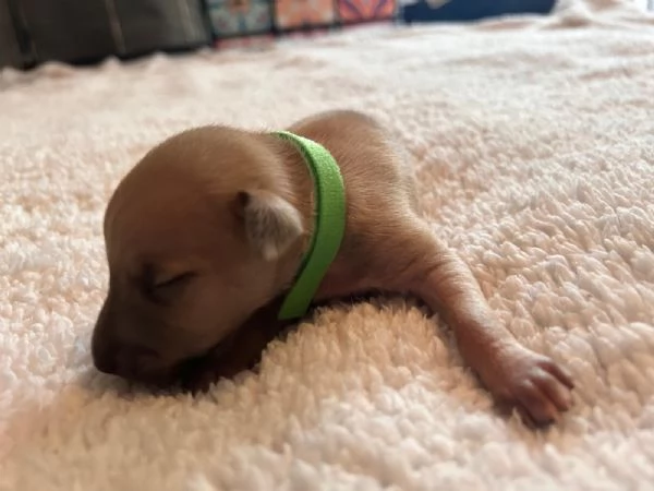 Cuccioli piccolo levriero italiano  | Foto 2
