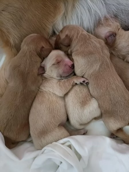 Cuccioli di golden retriver con pedigree ENCI