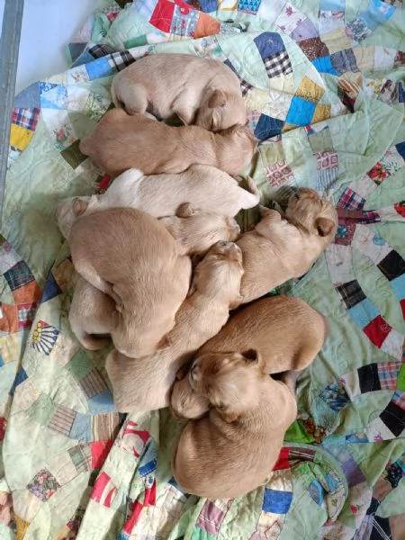 Cuccioli di golden retriver con pedigree ENCI | Foto 4