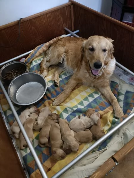 Cuccioli di golden retriver con pedigree ENCI | Foto 3