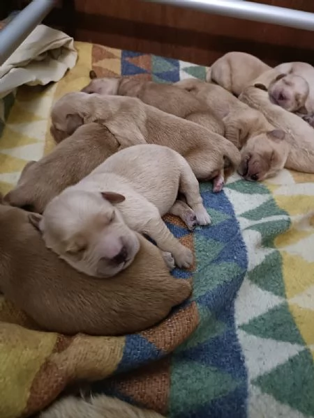 Cuccioli di golden retriver con pedigree ENCI | Foto 2