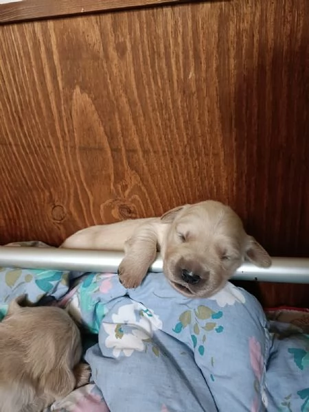 Cuccioli di golden retriver con pedigree ENCI | Foto 1
