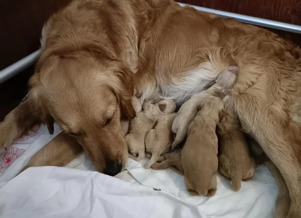 Cuccioli di golden retriver con pedigree ENCI | Foto 0