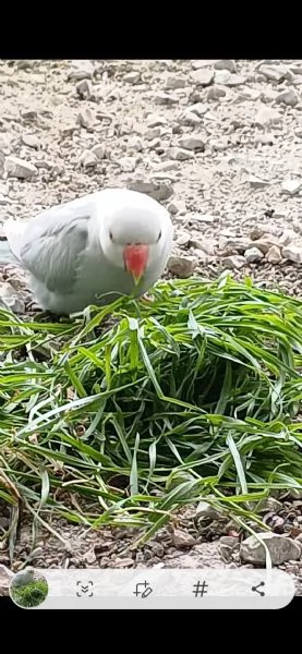 Parrocchetti dal collare | Foto 1