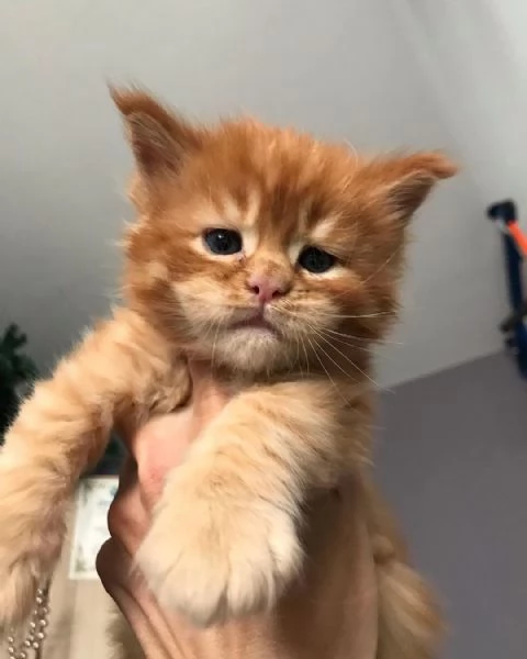 I gatti del Mainecoon sono in vendita