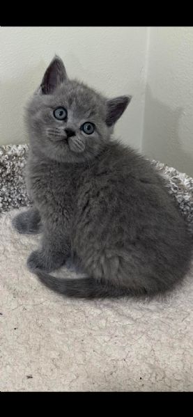 Due British shorthair