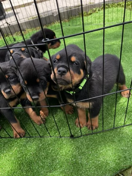 Cuccioli di Rottweiler disponibili