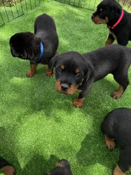 Cuccioli di Rottweiler disponibili | Foto 0