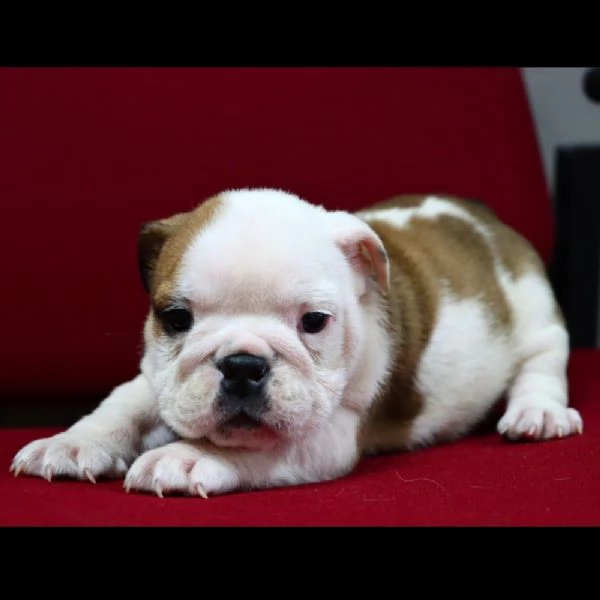 Cuccioli di bulldog inglese con pedigree ENCI | Foto 1