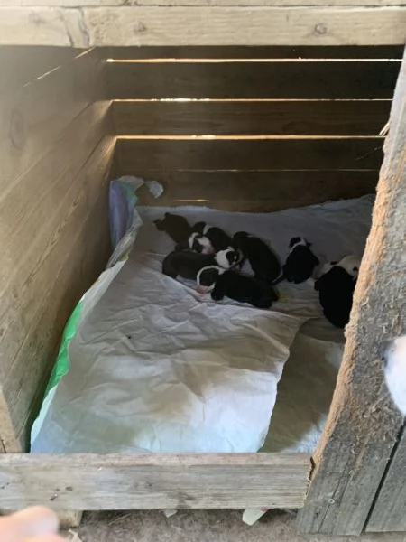 Cuccioli di border collie certificati cercano casa | Foto 3
