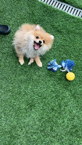 Spitz Pomerania 