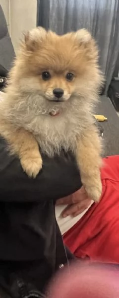 Spitz Pomerania  | Foto 0