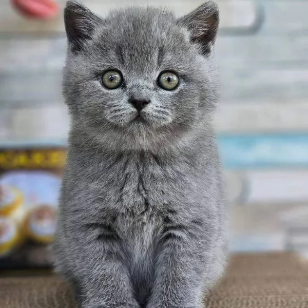 Due meravigliose British shorthair | Foto 0