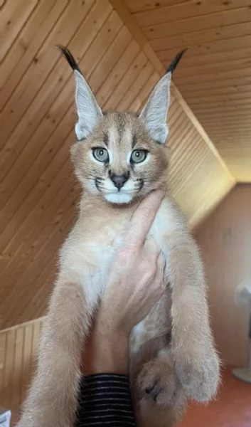 Cucciolata di gattini di serval e caracal della savannah
