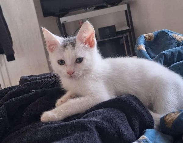 Regalo gatto