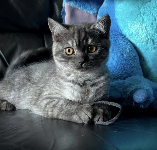 Cuccioli Scottish Straight 