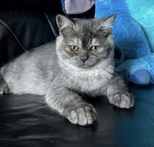 Cuccioli Scottish Straight  | Foto 1