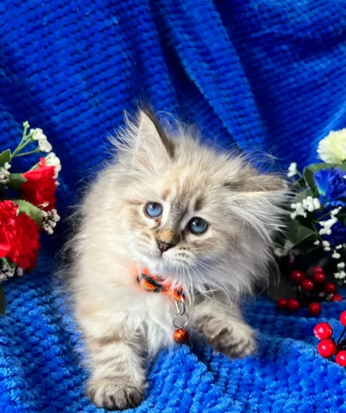 Affettuosa Siberiano gattini | Foto 1