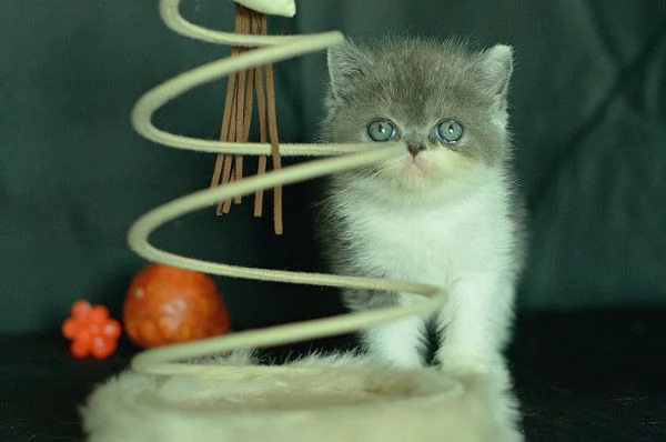 cuccioli Exotic Shorthair | Foto 3