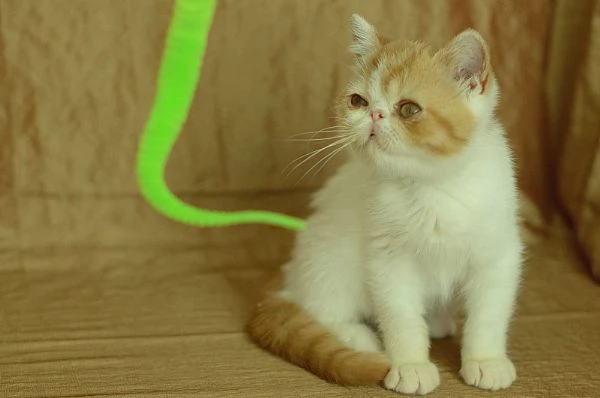 cucciolo Exotic Shorthair | Foto 2