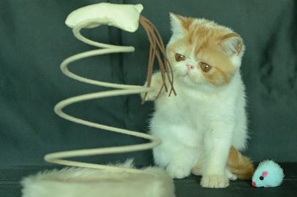 cuccioli Exotic Shorthair | Foto 2