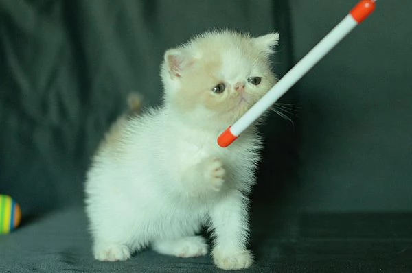 cuccioli Exotic Shorthair | Foto 1