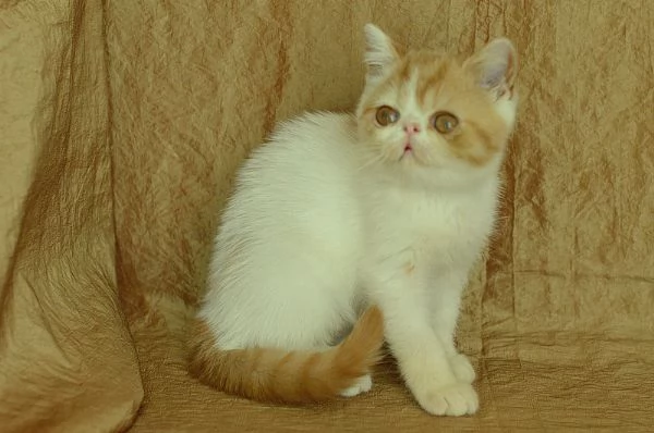 cucciolo Exotic Shorthair