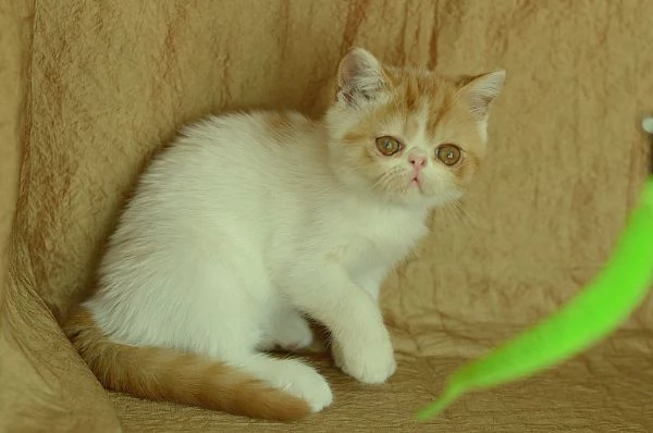 cucciolo Exotic Shorthair | Foto 1