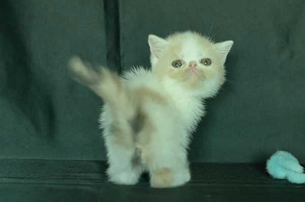 cuccioli Exotic Shorthair | Foto 0