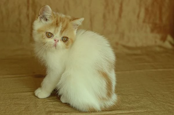 cucciolo Exotic Shorthair | Foto 0
