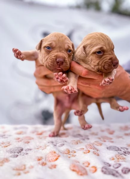 Cuccioli Pitbull